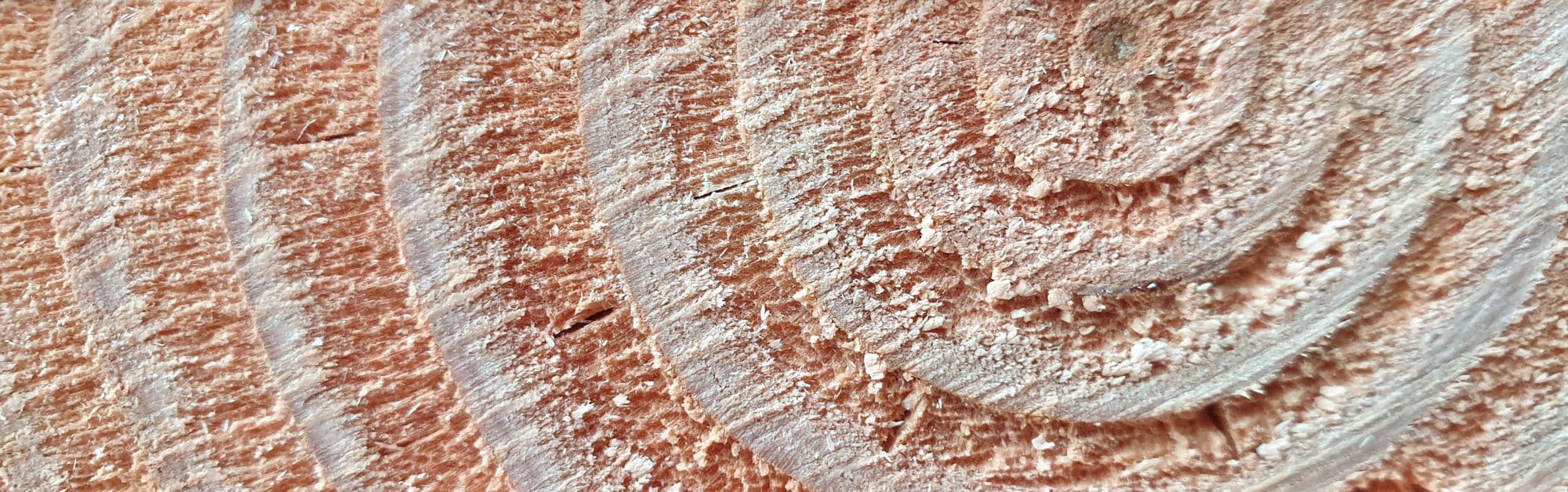 Cernes de croissance visibles en bout de bois